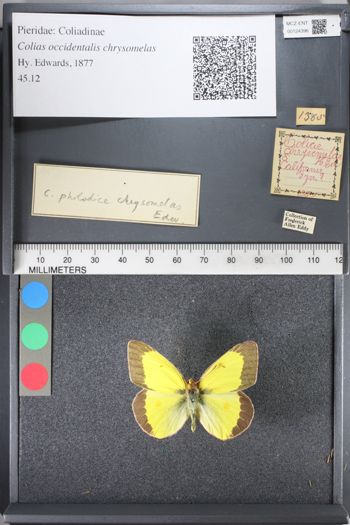 Media type: image;   Entomology 124396